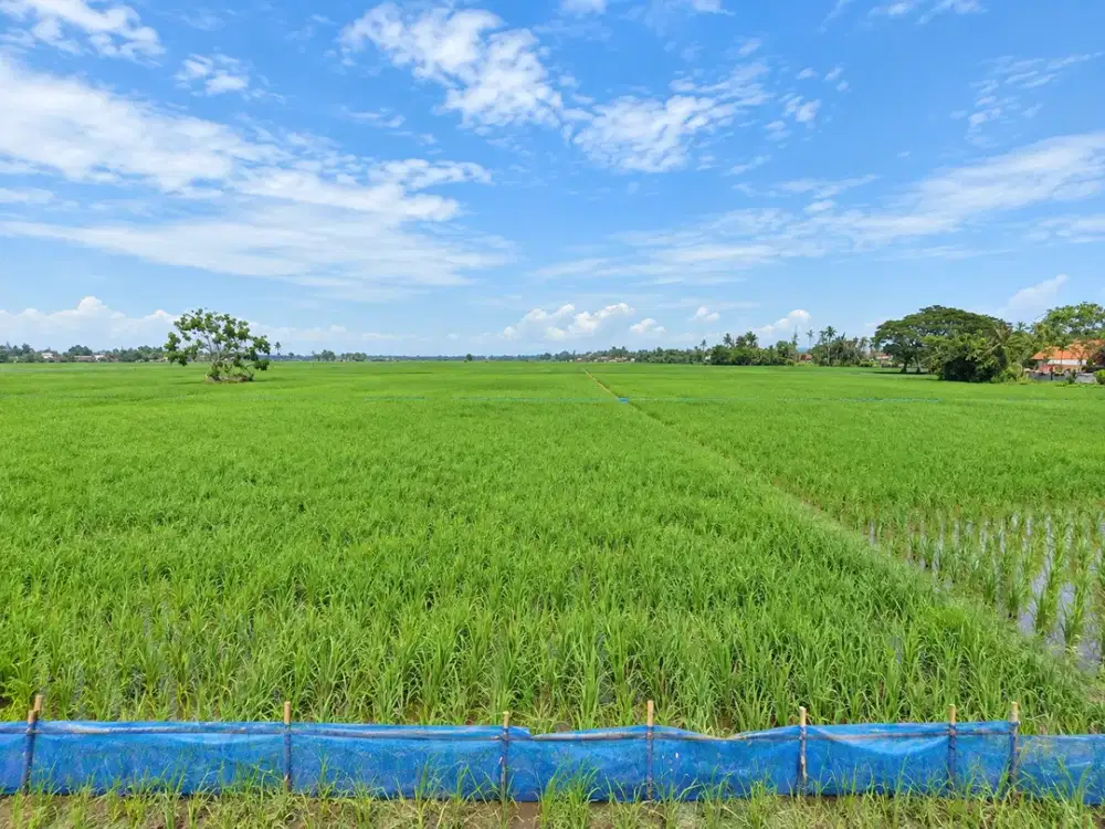 Tanah Sawah 15.952 m² di Malangsari Karawang – Cocok Investasi Jangka Panjang