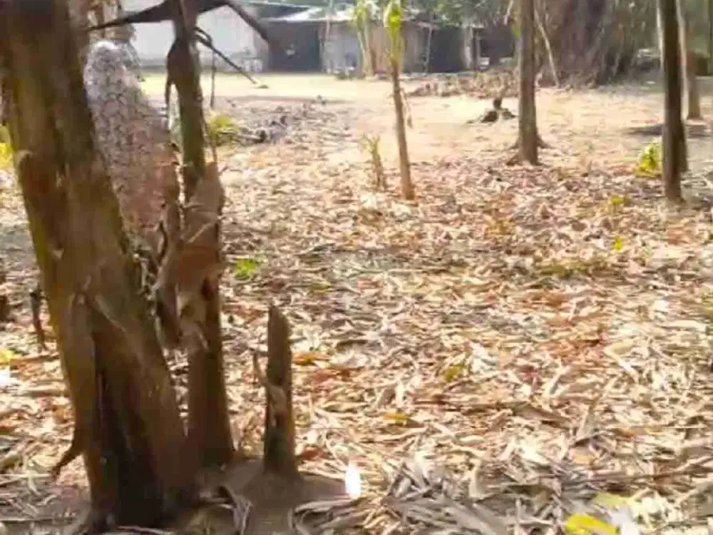kebun murah tengah kampung