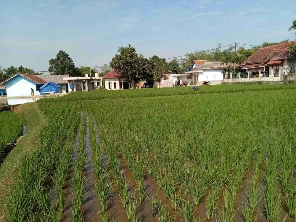 Dijual Lahan Sawah terbuka di Warung Kondang Cianjur