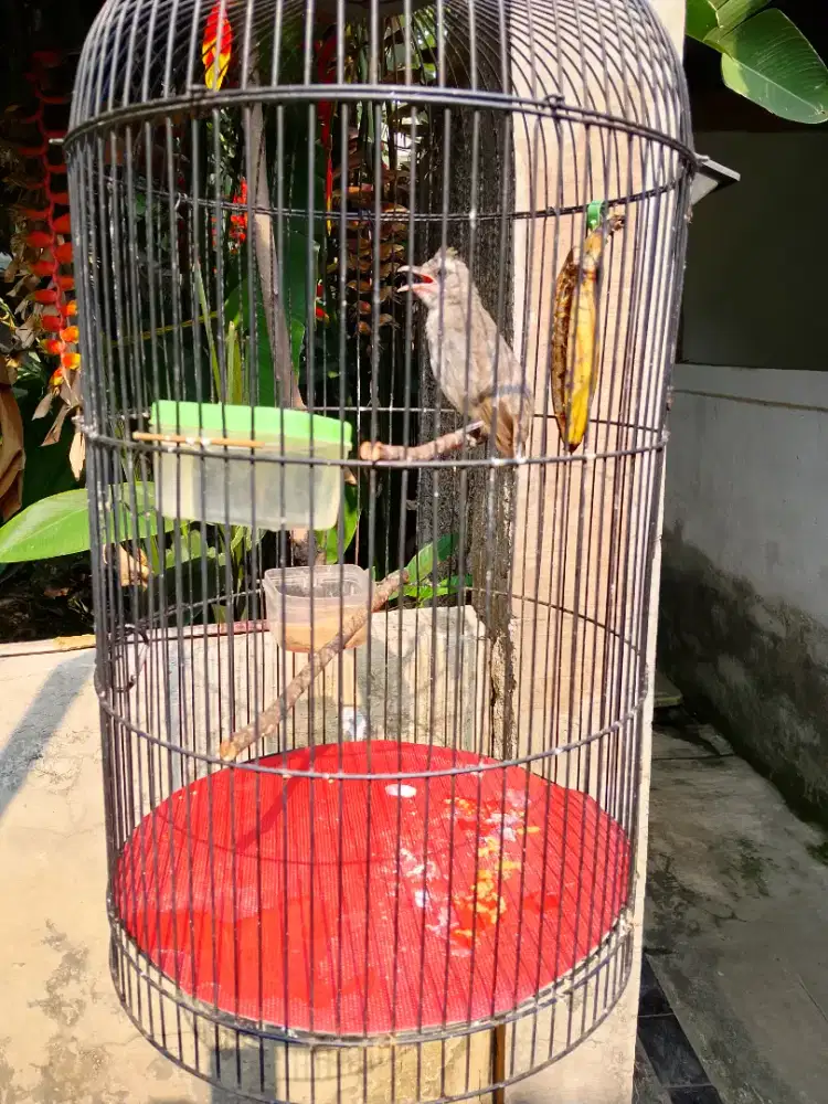 Burung crucukan jinak