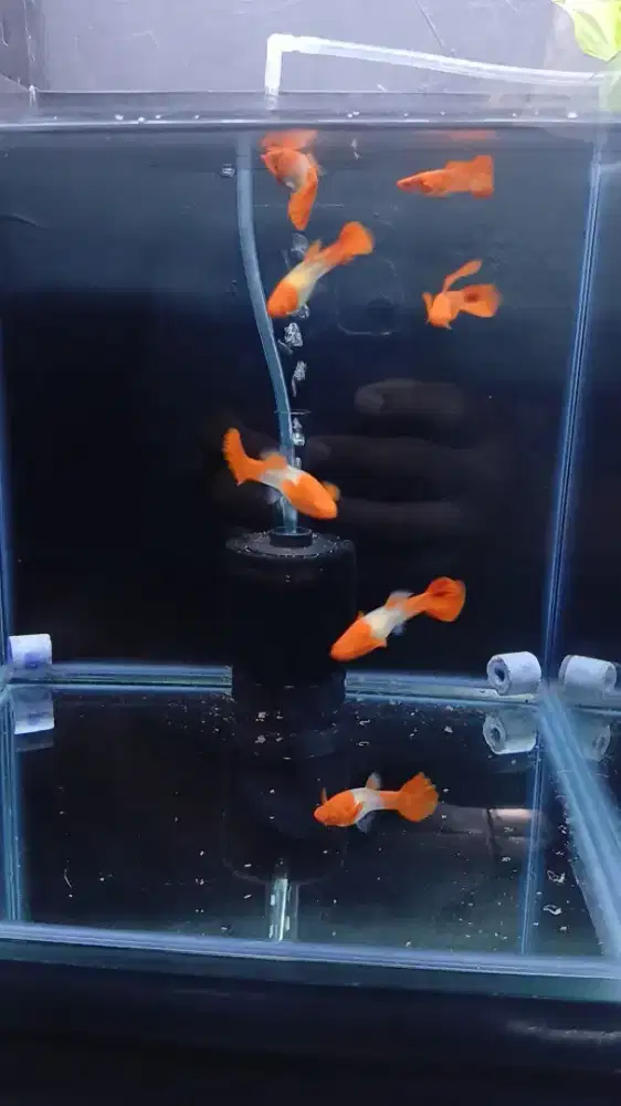 Ikan Guppy Albino Koi Red Ear Indukan