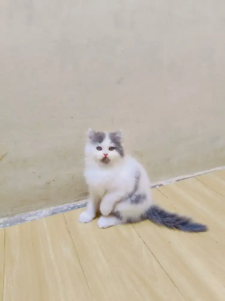 Persia flatnose abu putih