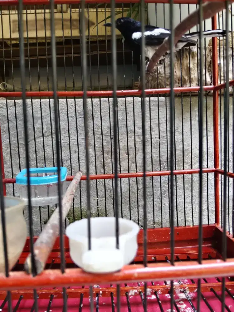 Burung kacer rajin bunyi
