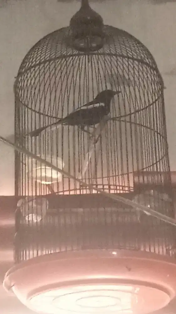 kacer dada hitam