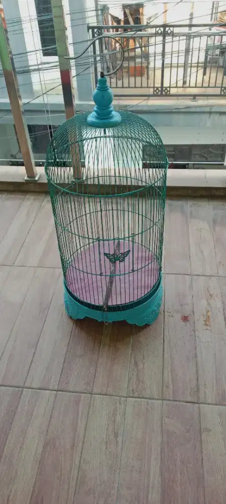 Burung kolibri king konin trotol