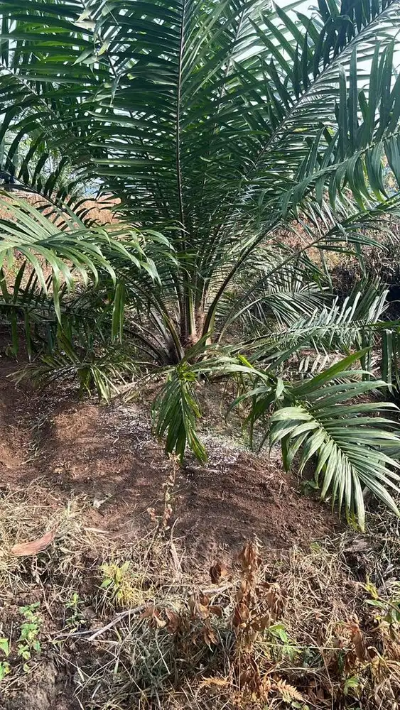 Lowongan kerja perawatan kebun sawit