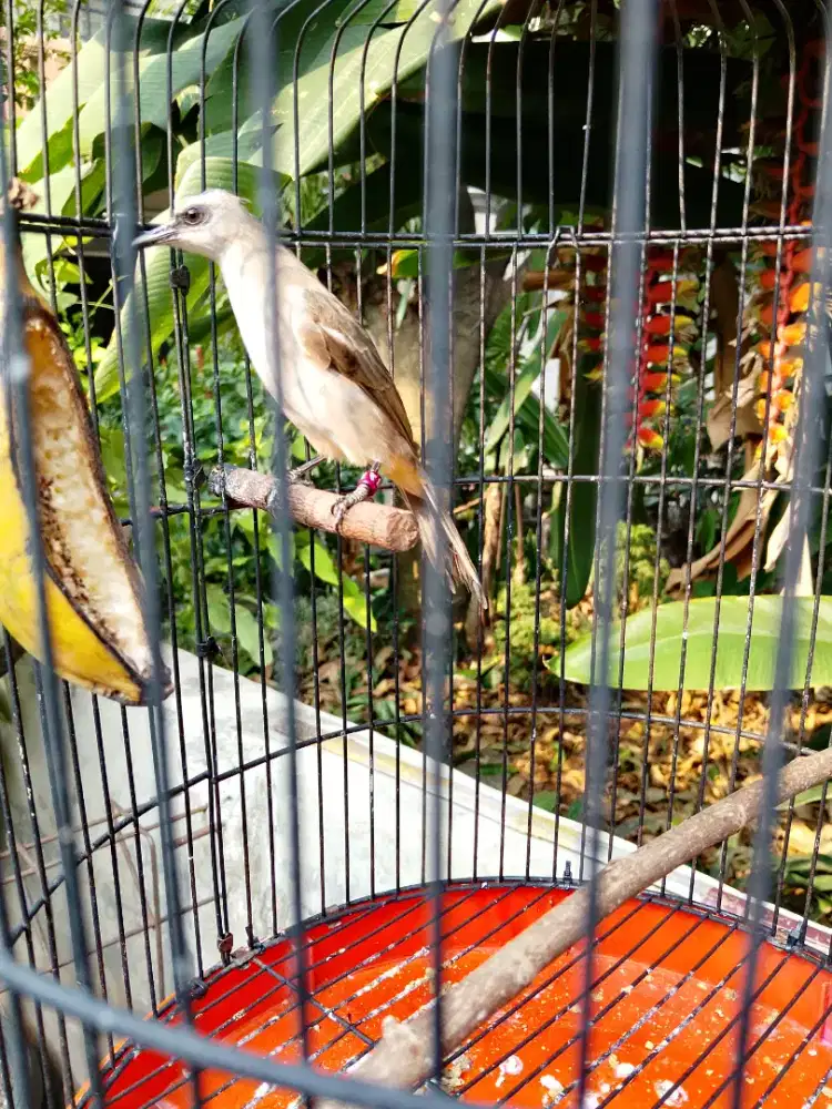 Burung crucukan dari lolohan