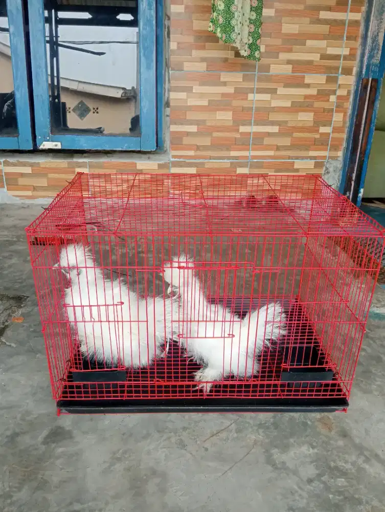 Ayam Hias American Silkie