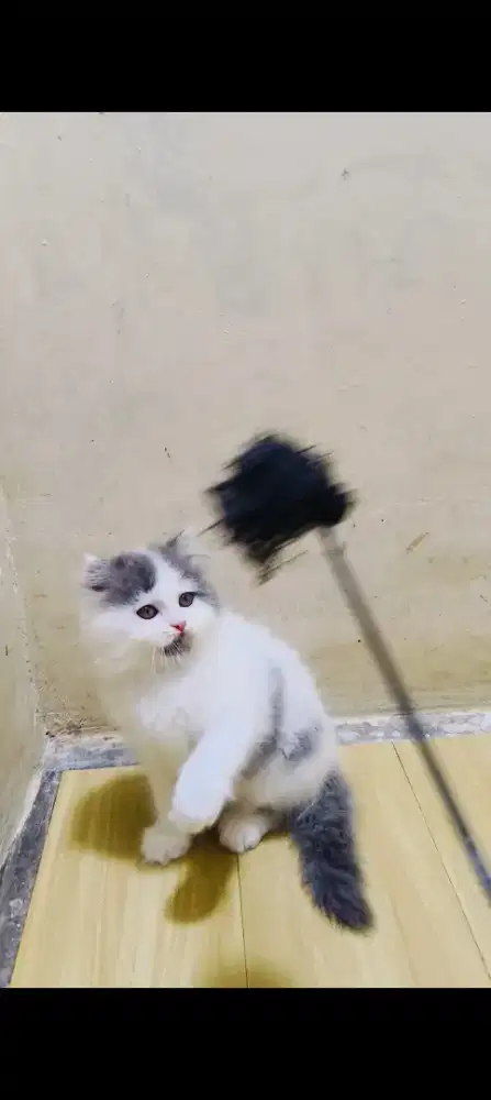 Kitten Persia abu putih