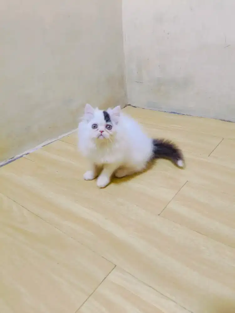 Kitten Flatnose semi peak