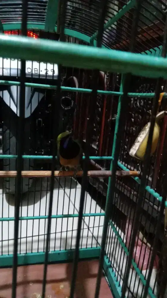 Cucak cungko masteran murai batu