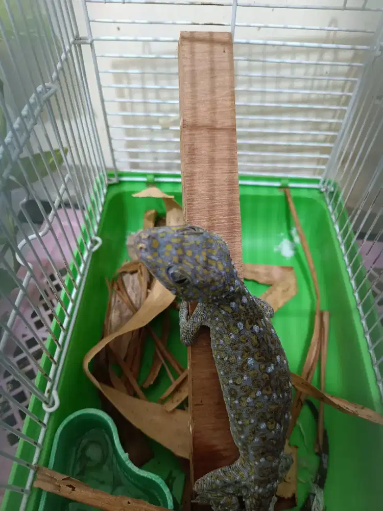 Tokek rumah -+25cm dewasa tuker tambah barter