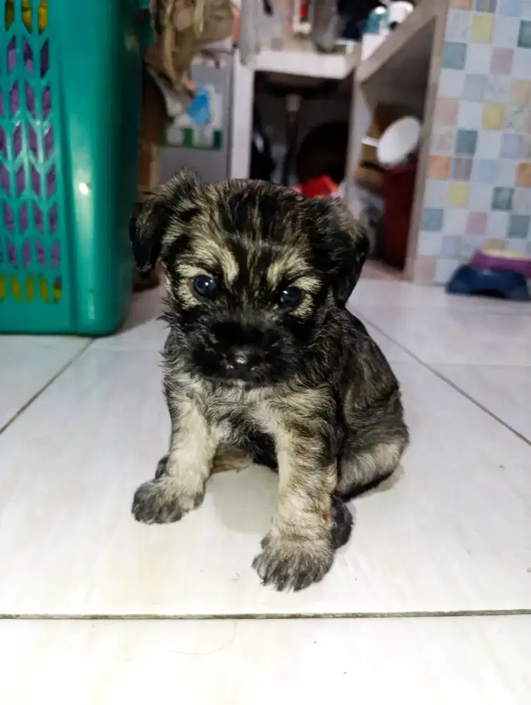 anak puppy puddle mix