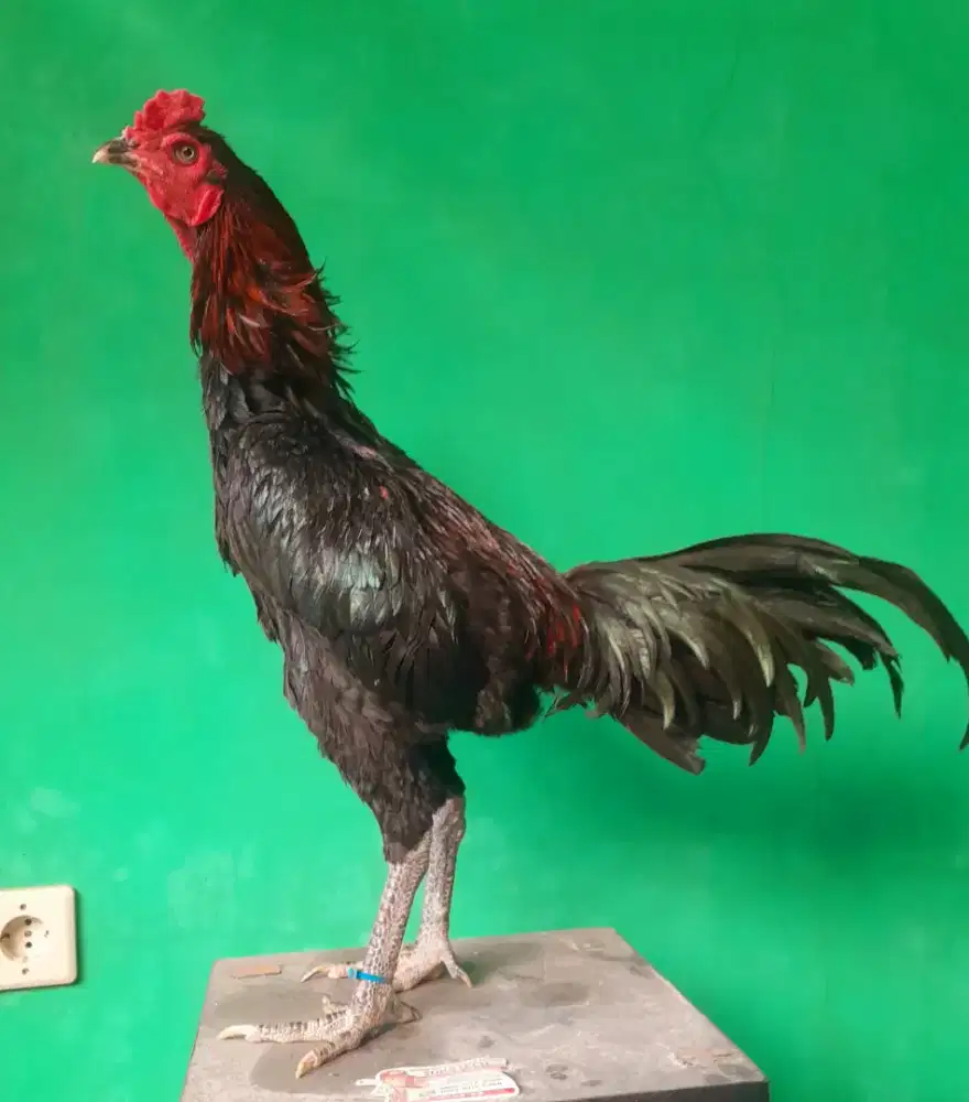 Ayam pakhoi super