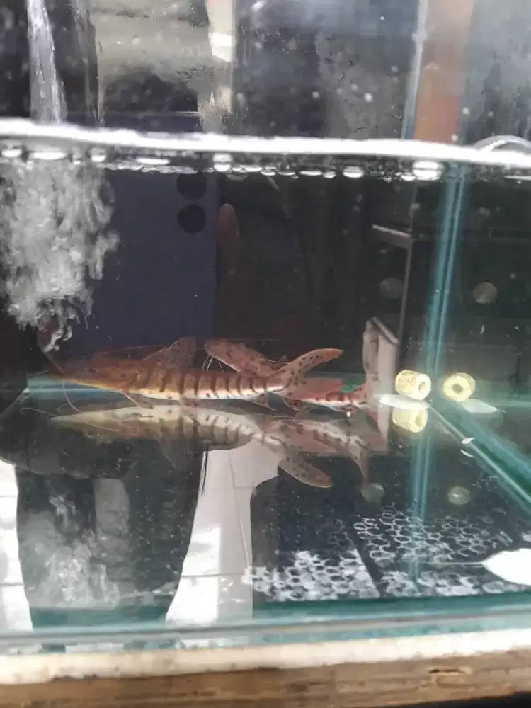 Ikan hias.. rak.. aquarium