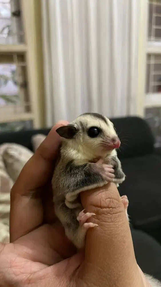 Sugar Glider WF Betina