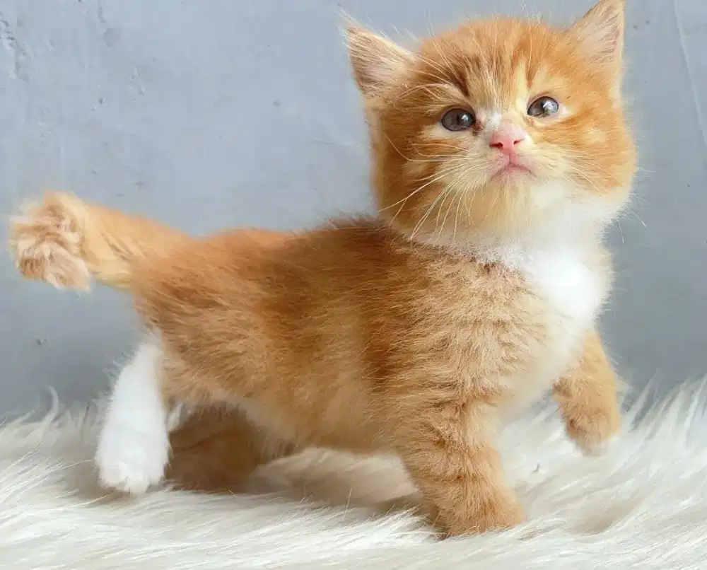 Persia oyen jantan kaos kaki