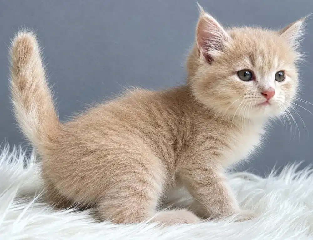 Persia crem lucu gemoy