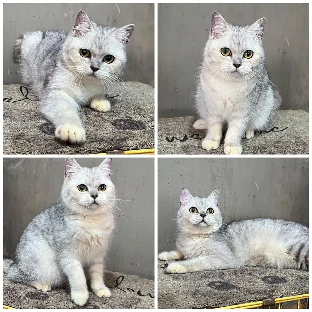 Kucing bsh silver betina