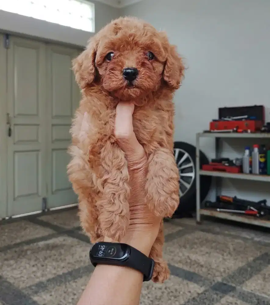 Jual Puppies Puppy Anak Anjing Poodle Red Toy Poodle