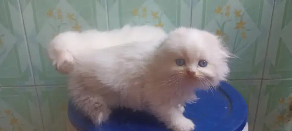 Kucing Scottish fold bulu panjang
