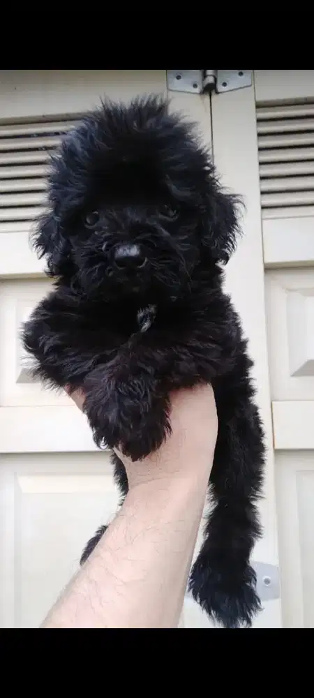 Anjing shihpoo black