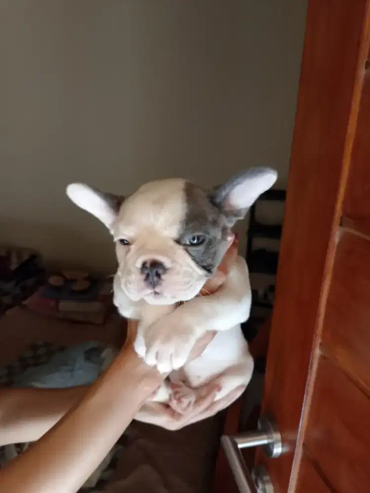 French bulldog /frenchie BETINA LILAC PIED