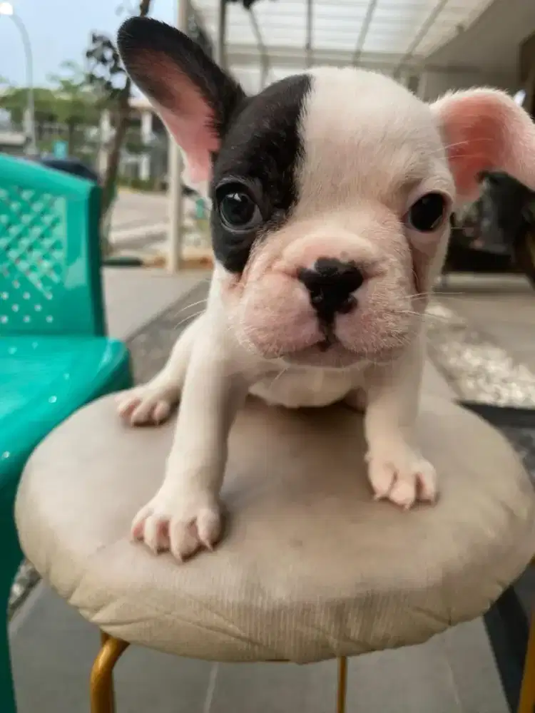 French bulldog/ frenchie jantan pied stb