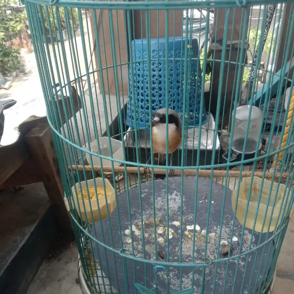 Burung pentet sumatra full set