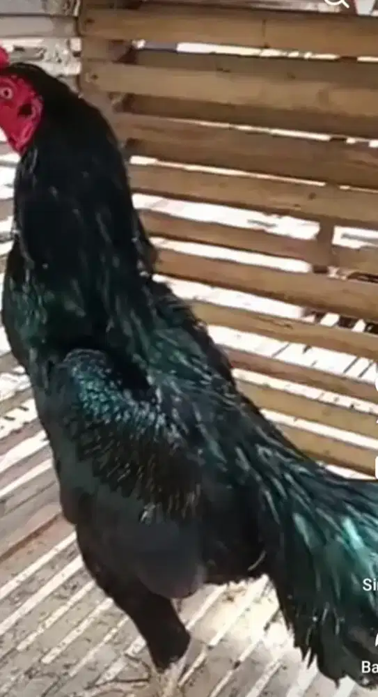 ayam Siam muda hitam