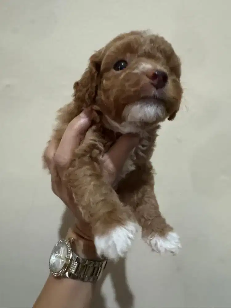 Anak Anjing Poodle Red Toy