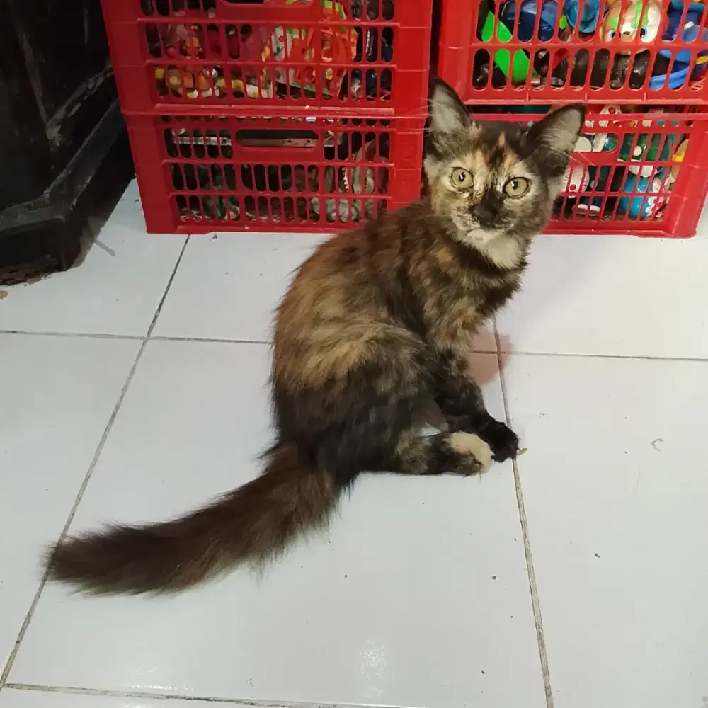 Kitten Kucing Persia Mix Betina