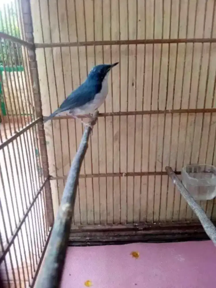 SiberianBlueRobin jantan mulus