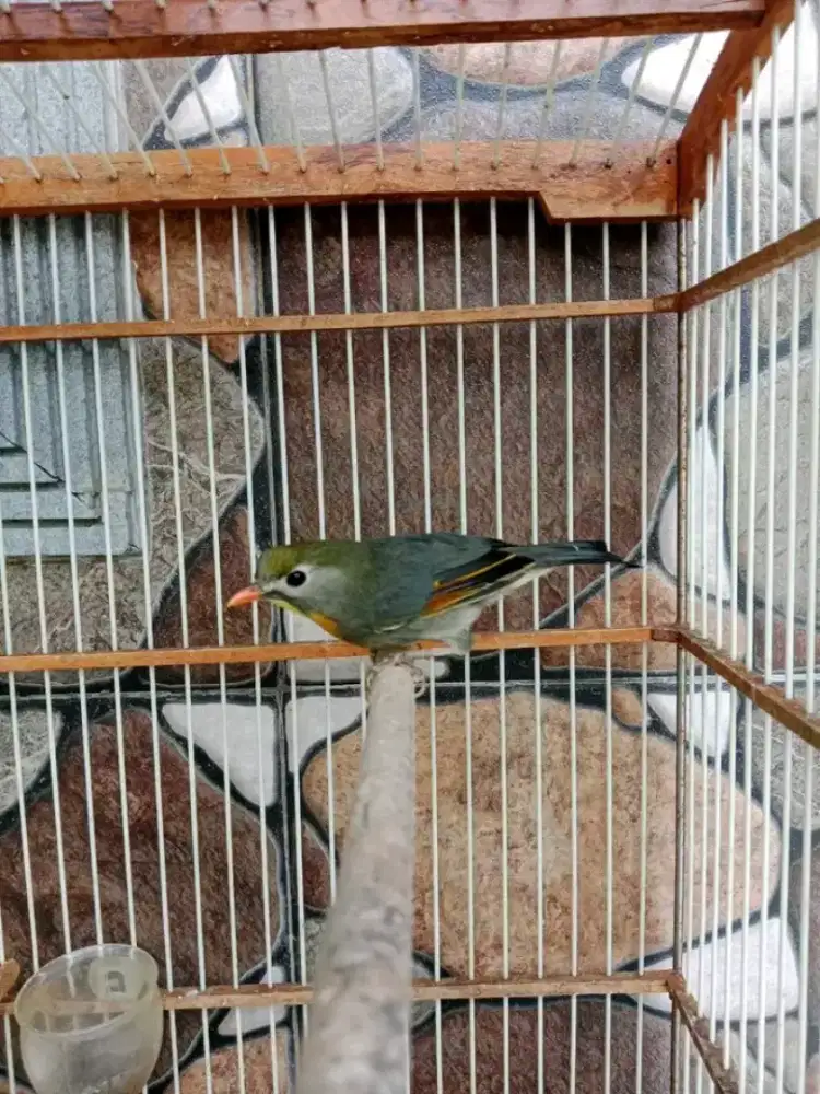 RobinJantan mulus variasi