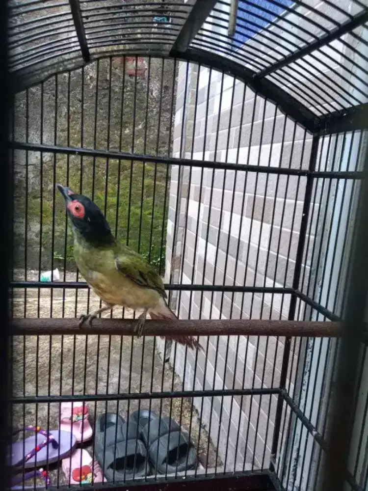 Ara mata merah rajin