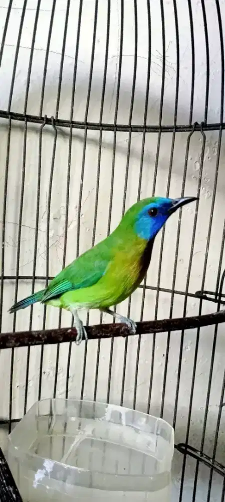 cucakKinoy jantan gacor jinak