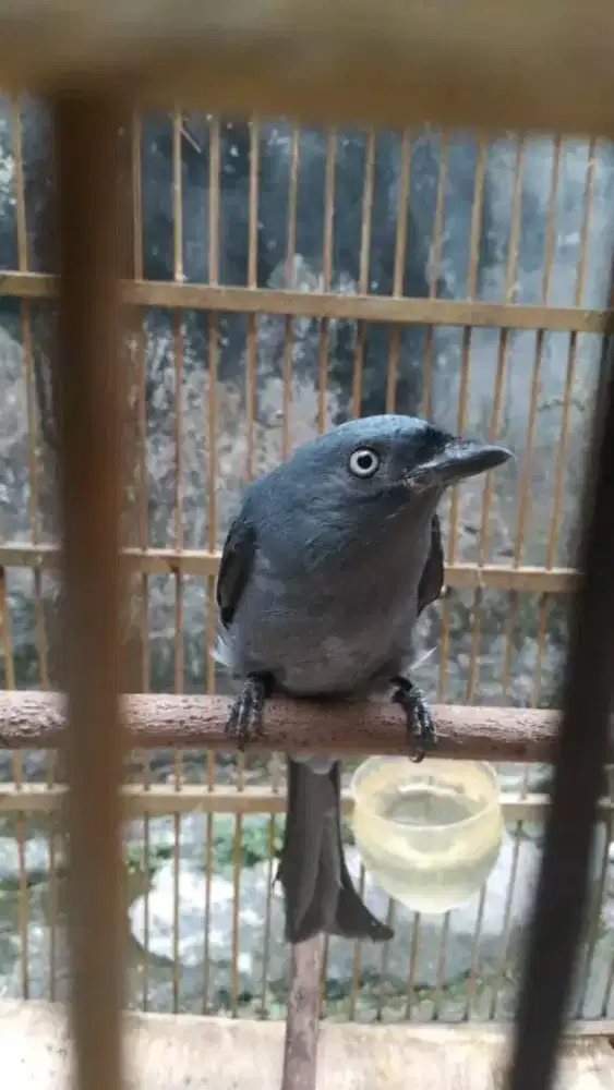 srigunting abu mata putih pastol jinak gacor