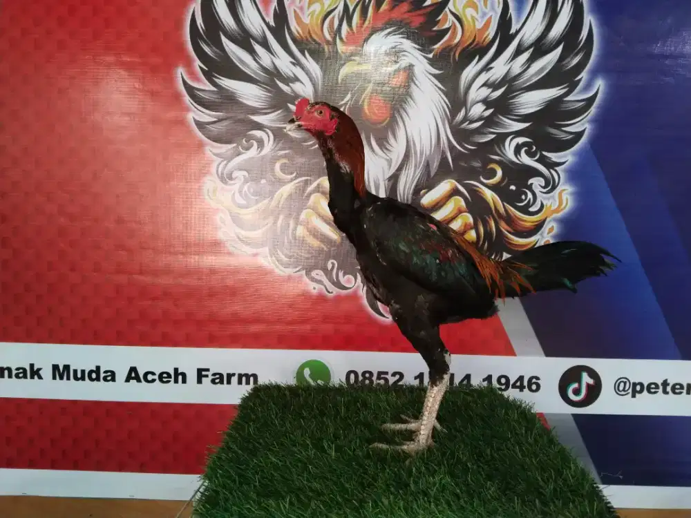 Ayam Pakoy BL drumband