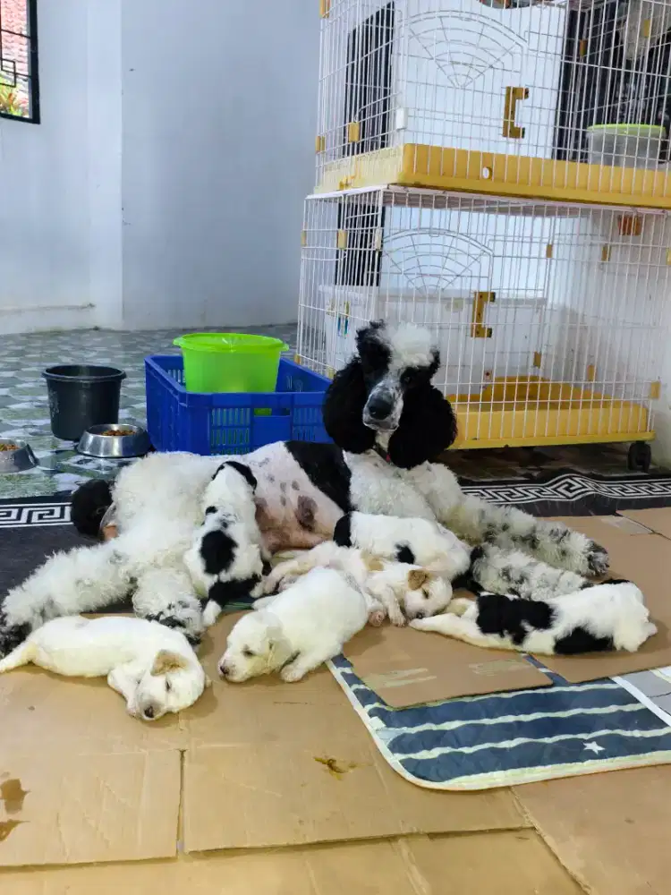 Giant poodle induk +5 anak nya