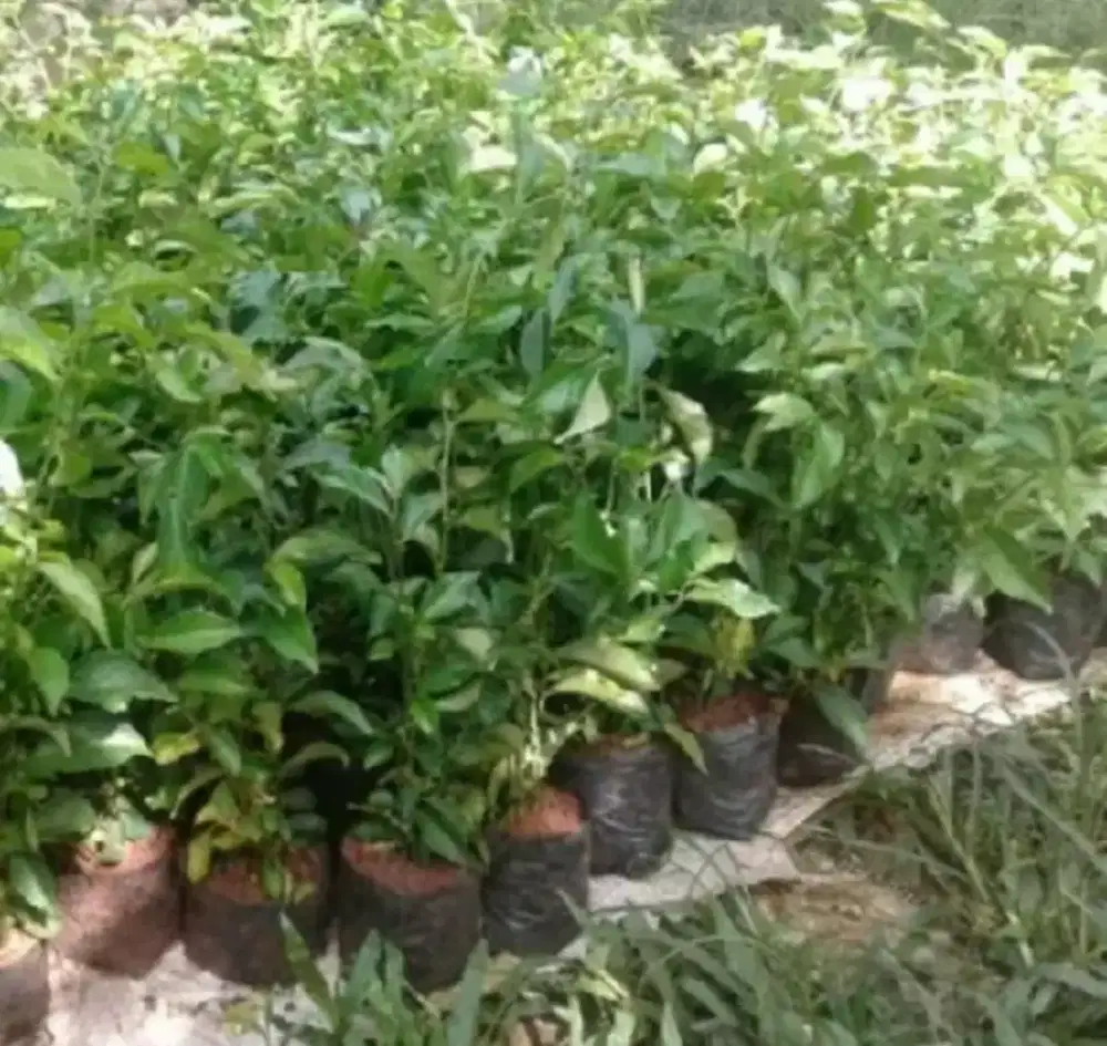 Pohon teh tehan pagar