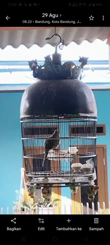 Burung perkutut bangkok jantan