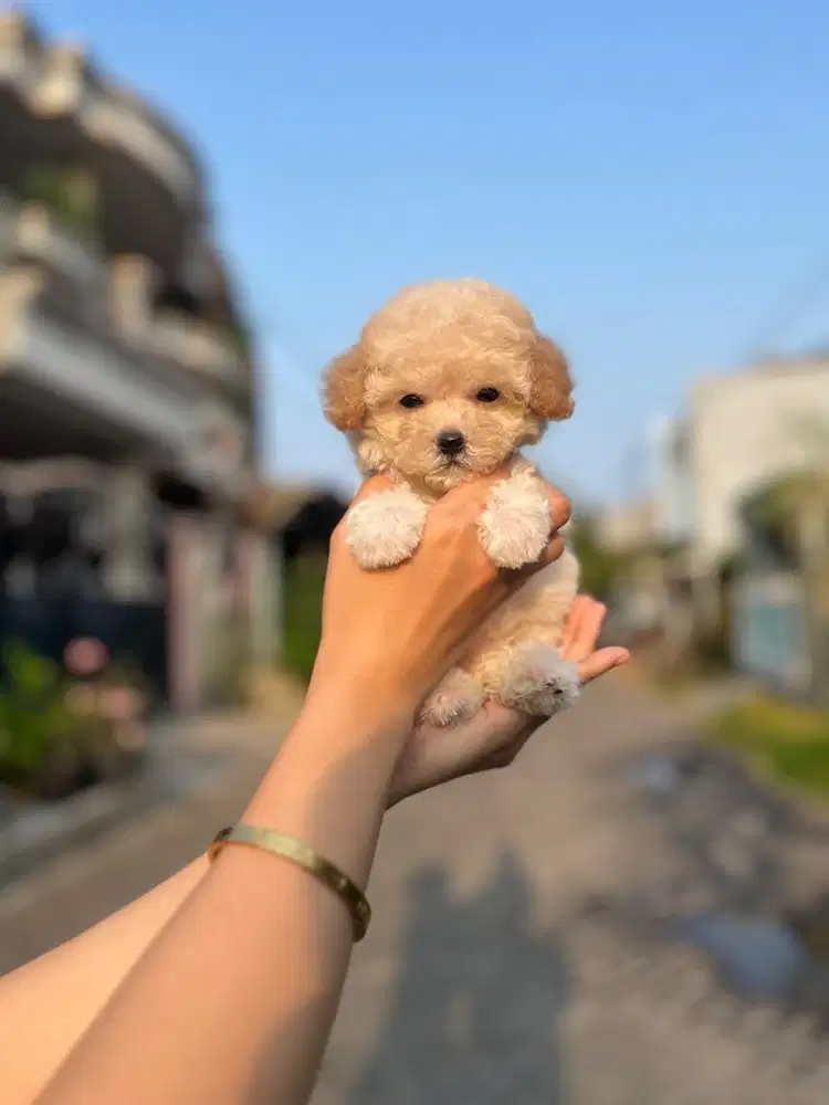 Tiny poodle betina bearface