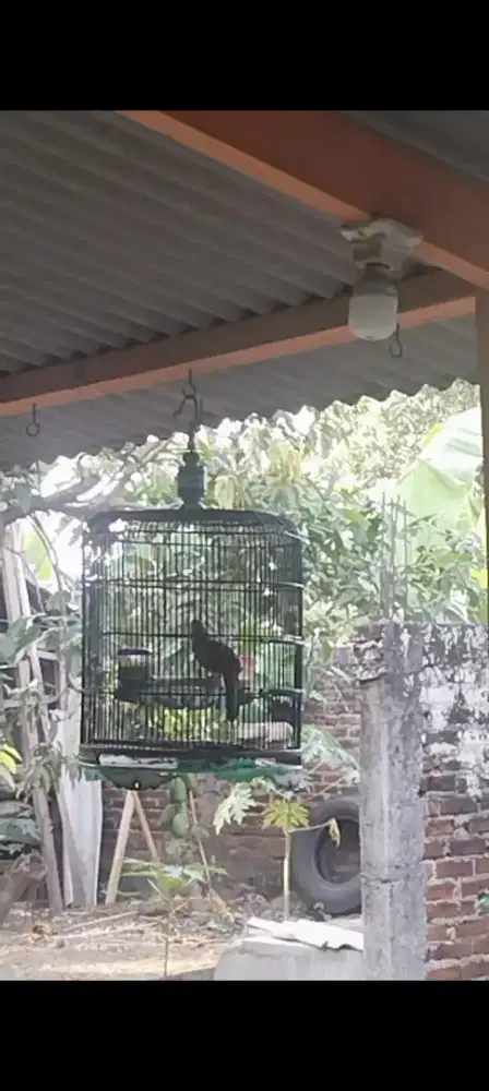 Burung perkutut bangkok jantan