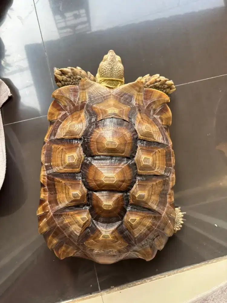 Jual kura kura sulcata