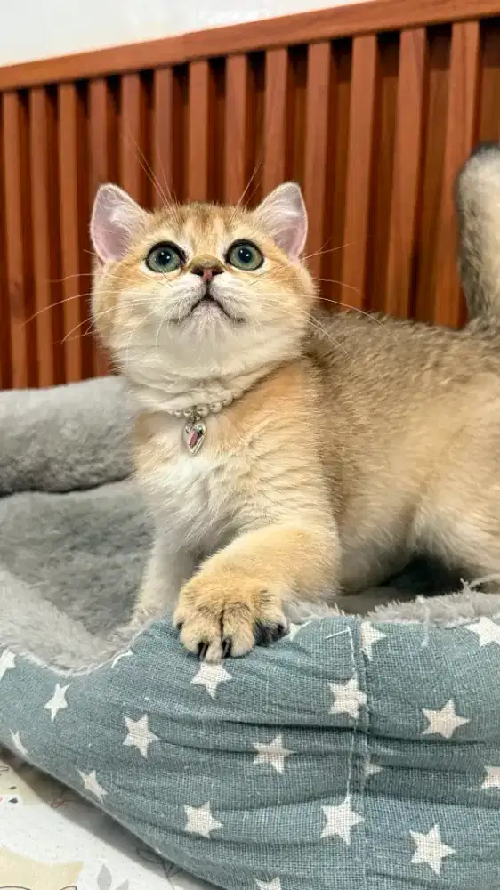 british shorthair betina golden kitten