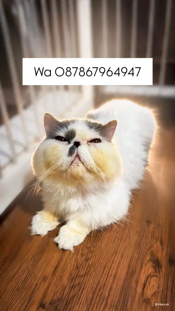 Kucing peaknose jantan extreme