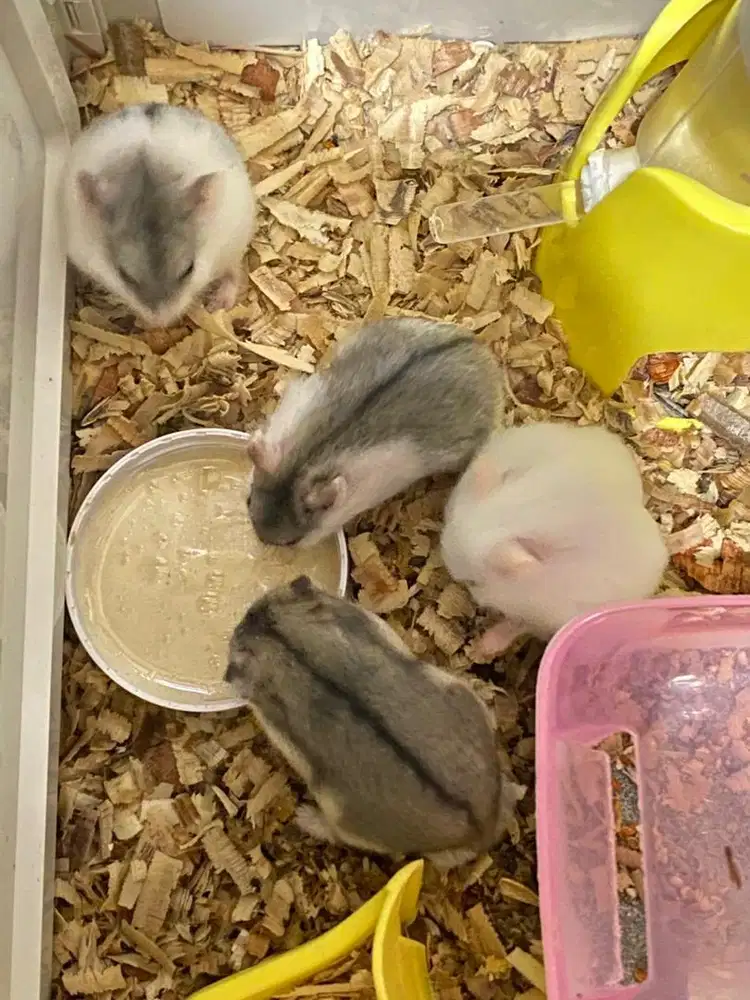JUAL ANAKAN HAMSTER CAMPBELL!!!