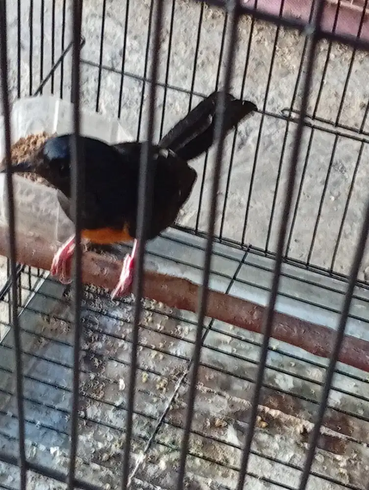 Burung trotolan murai gemblingan
