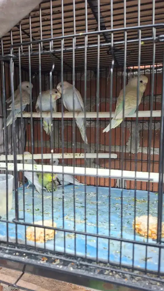 Anakan burung parkit