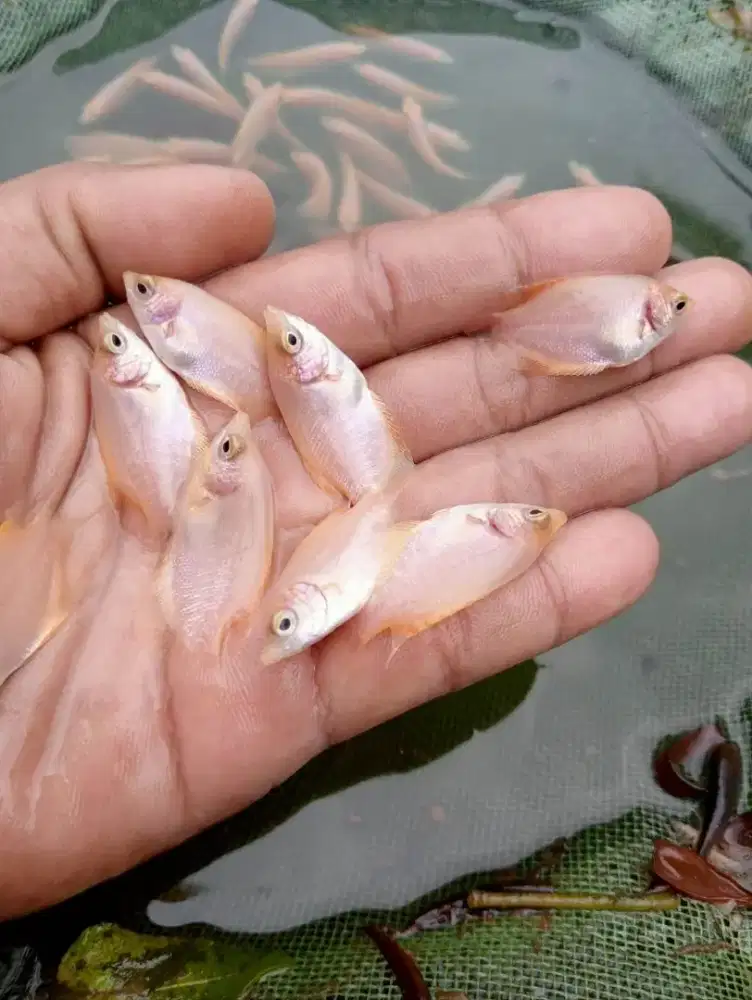 Jual bibit ikan konsumsi